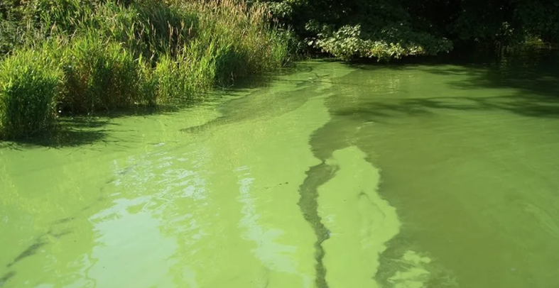 Algal Bloom VS Sewage Pollution: How to Spot the Difference